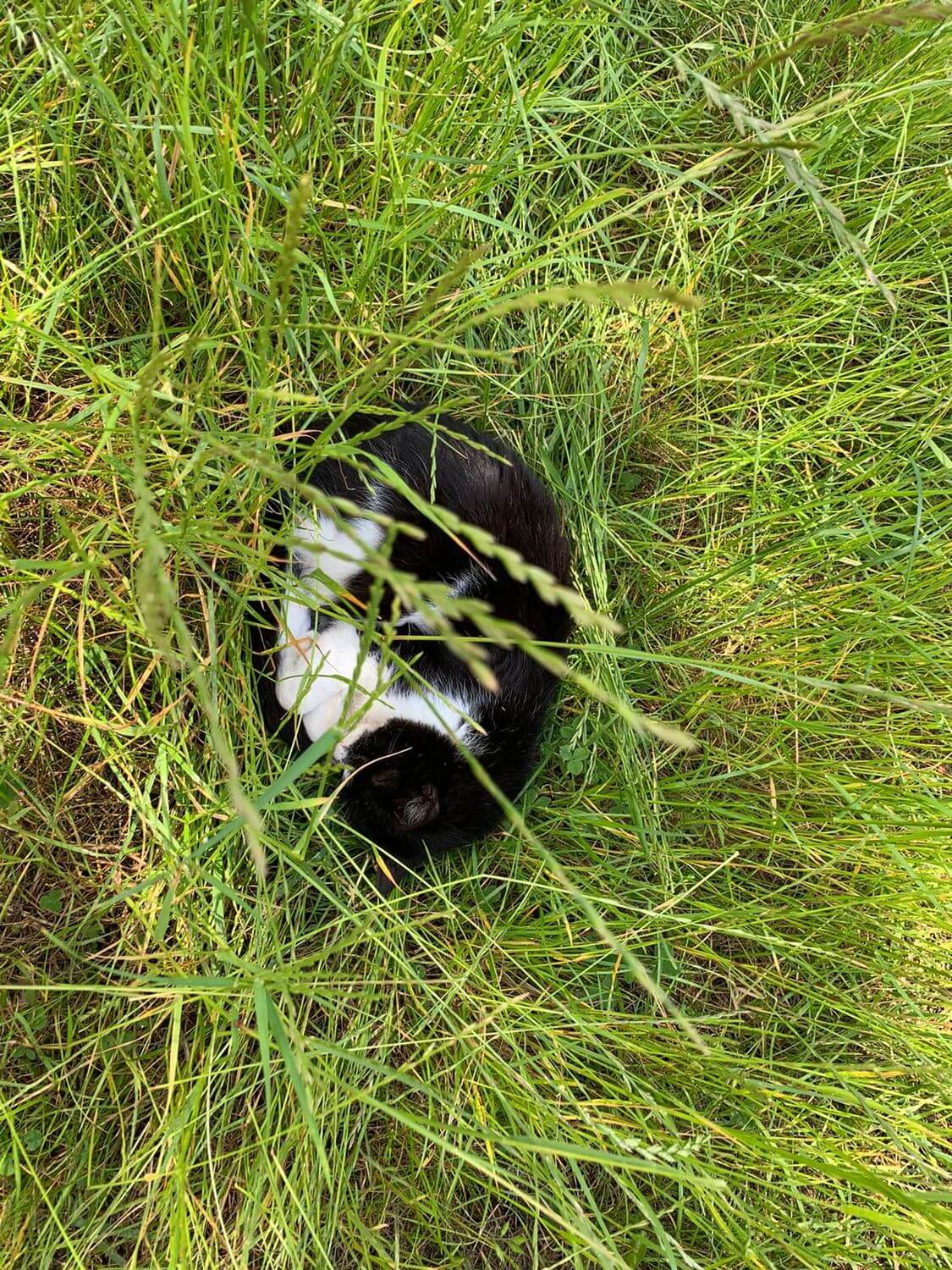 Eine Katze im Gras