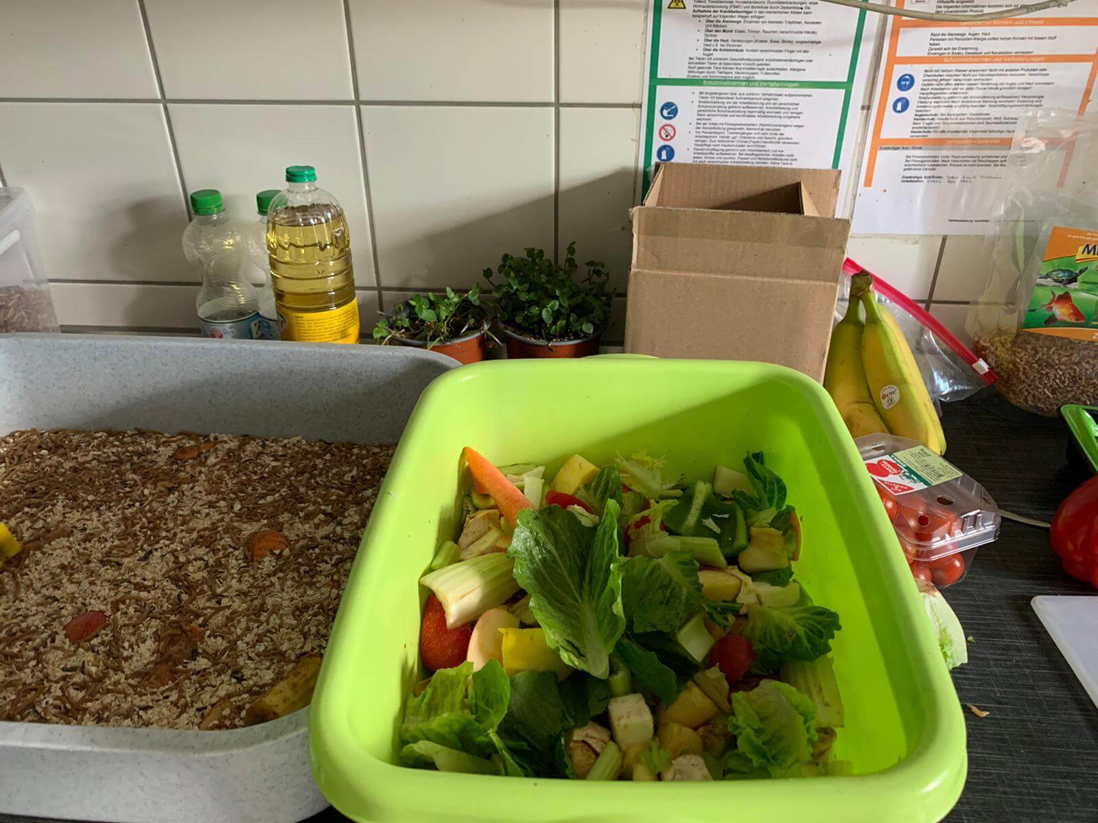 Zwei Behälter gefüllt mit Futter und Gemüse