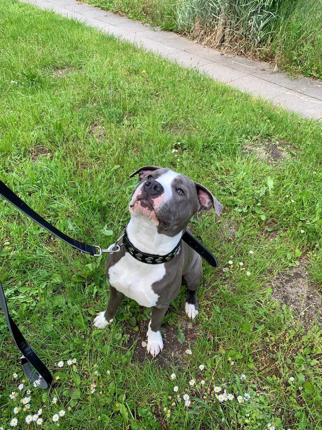 Ein Hund der Sitz macht und nach oben blickt